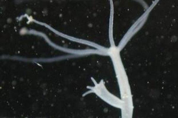 Кракен 17 at вход